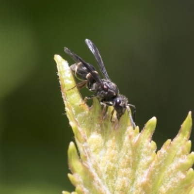 Eumeninae (subfamily) (Unidentified Potter wasp) at Higgins, ACT - 14 Nov 2020 by AlisonMilton