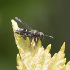 Eumeninae (subfamily) at Higgins, ACT - 14 Nov 2020