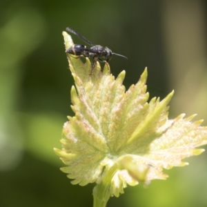 Eumeninae (subfamily) at Higgins, ACT - 14 Nov 2020