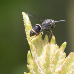 Eumeninae (subfamily) at Higgins, ACT - 14 Nov 2020