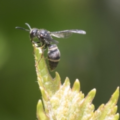 Eumeninae (subfamily) at Higgins, ACT - 14 Nov 2020