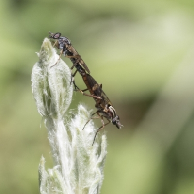 Ectinorhynchus sp. (genus) (A Stiletto Fly) at Higgins, ACT - 14 Nov 2020 by AlisonMilton