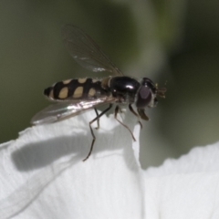 Melangyna viridiceps (Hover fly) at Higgins, ACT - 14 Nov 2020 by AlisonMilton