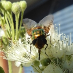 Rutilia (Microrutilia) sp. (genus & subgenus) (A Bristle fly) at Yass River, NSW - 30 Jan 2021 by SenexRugosus