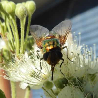 Rutilia (Microrutilia) sp. (genus & subgenus) (A Bristle fly) at Yass River, NSW - 30 Jan 2021 by SenexRugosus