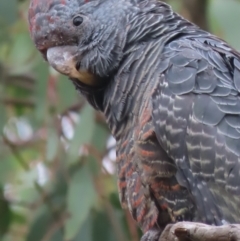 Callocephalon fimbriatum (Gang-gang Cockatoo) at GG149 - 31 Jan 2021 by roymcd