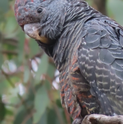 Callocephalon fimbriatum (Gang-gang Cockatoo) at GG149 - 31 Jan 2021 by roymcd