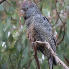 Callocephalon fimbriatum at Red Hill, ACT - 1 Feb 2021