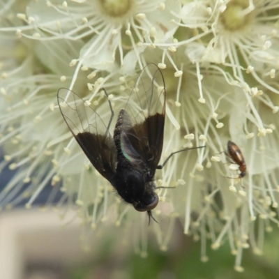Geron nigralis (Slender bee fly) at Yass River, NSW - 1 Feb 2021 by SenexRugosus