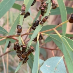 Automolius sp. (genus) (Scarab or Chafer beetle) at Murrumbateman, NSW - 1 Feb 2021 by SimoneC
