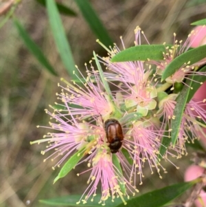Automolius sp. (genus) at Murrumbateman, NSW - 1 Feb 2021