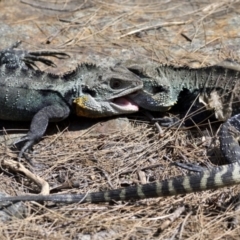 Intellagama lesueurii howittii (Gippsland Water Dragon) at Cotter Reserve - 1 Feb 2021 by davidcunninghamwildlife