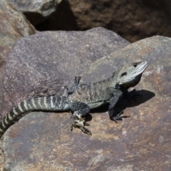 Intellagama lesueurii howittii at Uriarra Village, ACT - 1 Feb 2021 11:14 AM