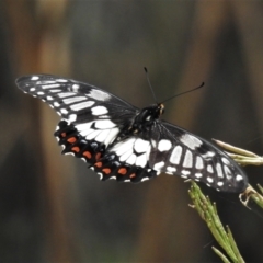 Papilio anactus (Dainty Swallowtail) at Mount Ainslie - 1 Feb 2021 by JohnBundock