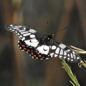 Papilio anactus at Majura, ACT - 1 Feb 2021 03:31 PM