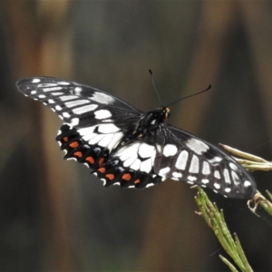 Papilio anactus at Majura, ACT - 1 Feb 2021