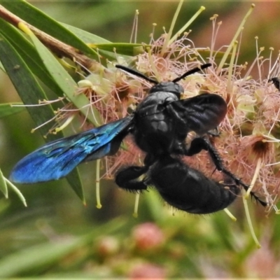 Austroscolia soror (Blue Flower Wasp) at Majura, ACT - 1 Feb 2021 by JohnBundock