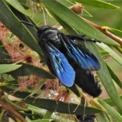 Austroscolia soror at Majura, ACT - 1 Feb 2021 03:52 PM