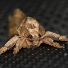 Elhamma australasiae (A Swift or Ghost moth (Hepialidae)) at Melba, ACT - 30 Jan 2021 by Bron