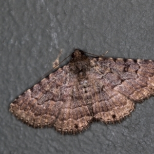 Diatenes aglossoides at Melba, ACT - 30 Jan 2021