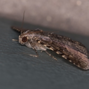 Diatenes aglossoides at Melba, ACT - 30 Jan 2021