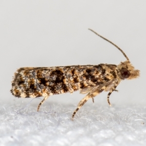 Isochorista (genus) at Melba, ACT - 30 Jan 2021