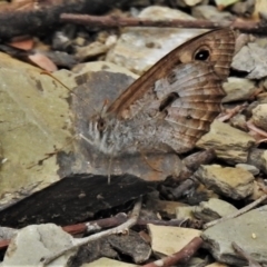 Geitoneura klugii (Marbled Xenica) at Majura, ACT - 1 Feb 2021 by JohnBundock