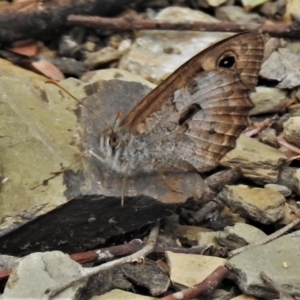 Geitoneura klugii at Majura, ACT - 1 Feb 2021