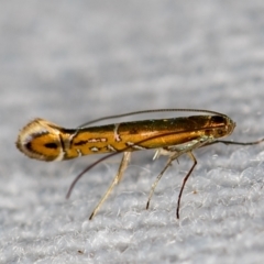 Gracillariidae undecribed species (Gracillariidae undecribed species) at Melba, ACT - 30 Jan 2021 by Bron