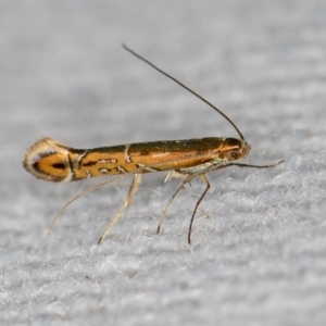 Gracillariidae undecribed species at Melba, ACT - 30 Jan 2021 11:05 PM