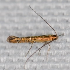 Gracillariidae undecribed species at Melba, ACT - 30 Jan 2021