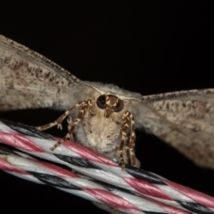 Circopetes obtusata (Grey Twisted Moth) at Melba, ACT - 31 Jan 2021 by Bron