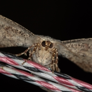 Circopetes obtusata at Melba, ACT - 31 Jan 2021 02:05 AM