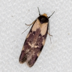 Palimmeces leucopelta (A concealer moth) at Melba, ACT - 30 Jan 2021 by Bron