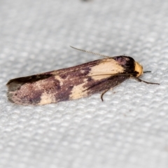 Palimmeces leucopelta at Melba, ACT - 31 Jan 2021 02:16 AM