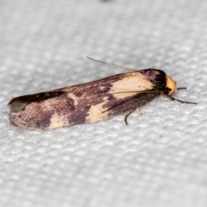 Palimmeces leucopelta at Melba, ACT - 31 Jan 2021 02:16 AM