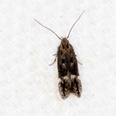 Oecophoridae (family) (Unidentified Oecophorid concealer moth) at Melba, ACT - 31 Jan 2021 by Bron