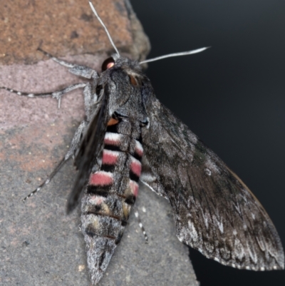 Agrius convolvuli (Convolvulus Hawk Moth) at Melba, ACT - 31 Jan 2021 by Bron