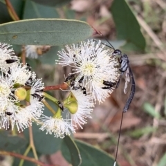Gasteruption sp. (genus) (Gasteruptiid wasp) at Murrumbateman, NSW - 1 Feb 2021 by SimoneC