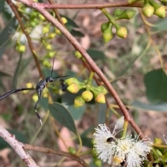 Gasteruption sp. (genus) at Murrumbateman, NSW - 1 Feb 2021