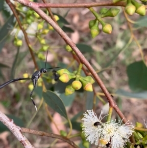 Gasteruption sp. (genus) at Murrumbateman, NSW - 1 Feb 2021