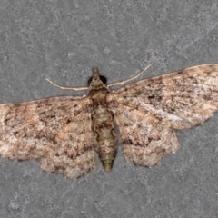 Chloroclystis (genus) (A geometer moth) at Melba, ACT - 31 Jan 2021 by Bron