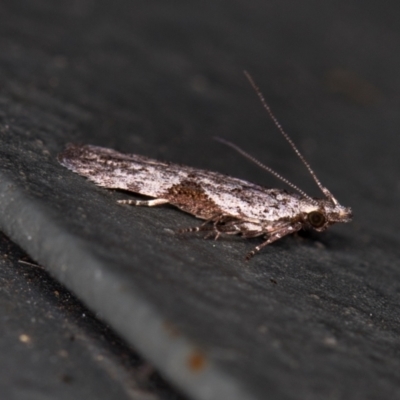 Anarsia molybdota (Wattle Shoot Moth) at Melba, ACT - 31 Jan 2021 by Bron