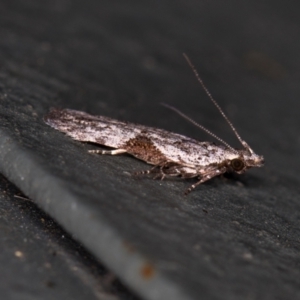 Anarsia molybdota at Melba, ACT - 31 Jan 2021