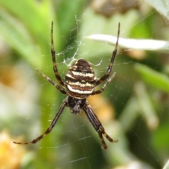Gea theridioides (An orb weaver spider) at Macarthur, ACT - 30 Jan 2021 by RodDeb
