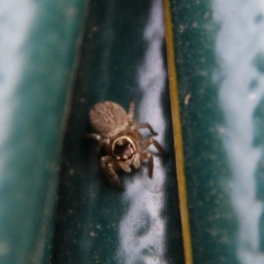 Maratus griseus (Jumping spider) at Hughes Grassy Woodland - 25 Jan 2021 by LisaH