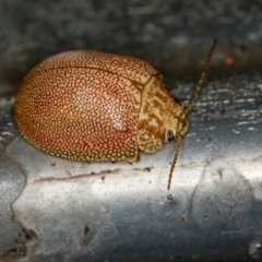 Paropsis atomaria (Eucalyptus leaf beetle) at Melba, ACT - 30 Jan 2021 by Bron