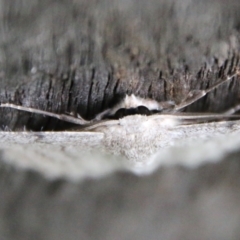 Crypsiphona ocultaria (Red-lined Looper Moth) at Hughes, ACT - 28 Jan 2021 by LisaH