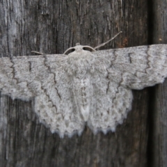 Crypsiphona ocultaria at Hughes, ACT - 28 Jan 2021