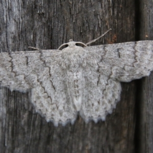 Crypsiphona ocultaria at Hughes, ACT - 28 Jan 2021